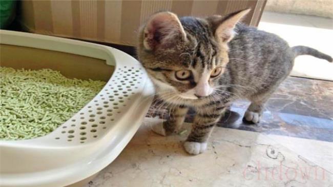 狸花猫亲近主人的表现有哪些