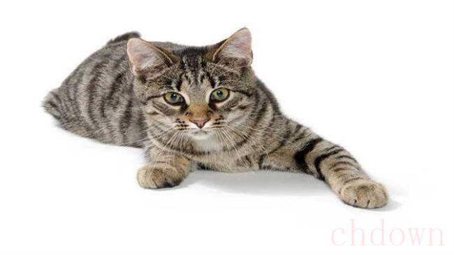 虎斑猫一般智商高吗