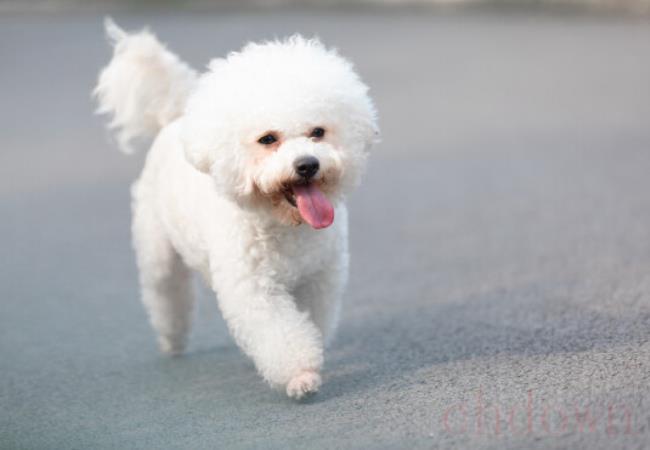 初恋那件小事年年,比熊犬,年年