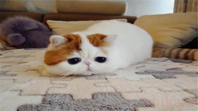 梁老财属于什么猫