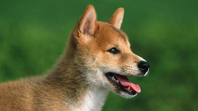 小型田园犬的简单介绍