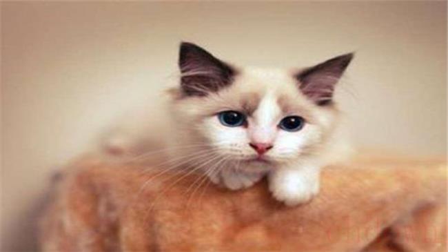 布偶猫如何判定满背
