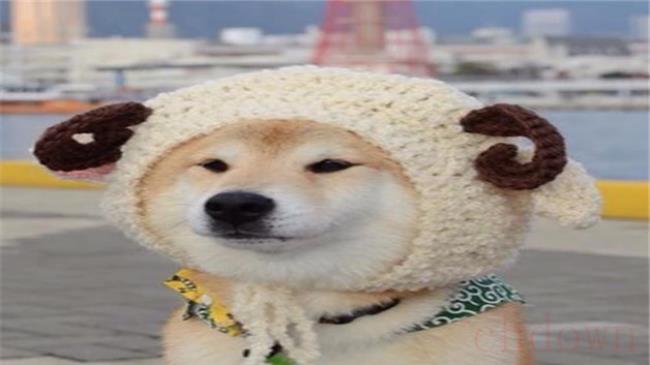 狗狗睡觉时候抖动抽搐