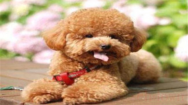 杂交泰迪犬聪明吗