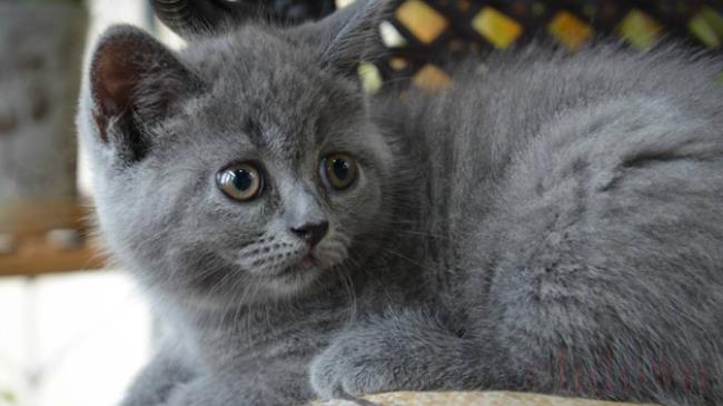 猫条可不可以每天喂猫吃