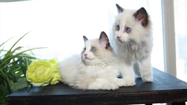 猫藓用什么药最有效