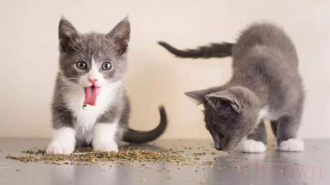猫薄荷是吃的还是闻的