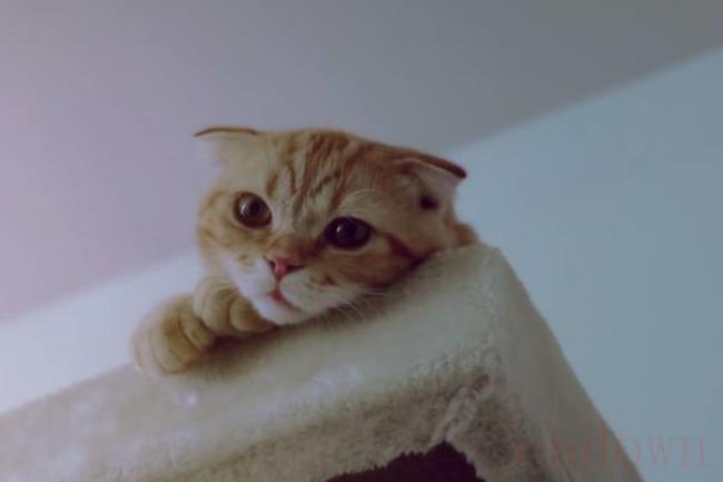 猫便秘怎么马上拉出来