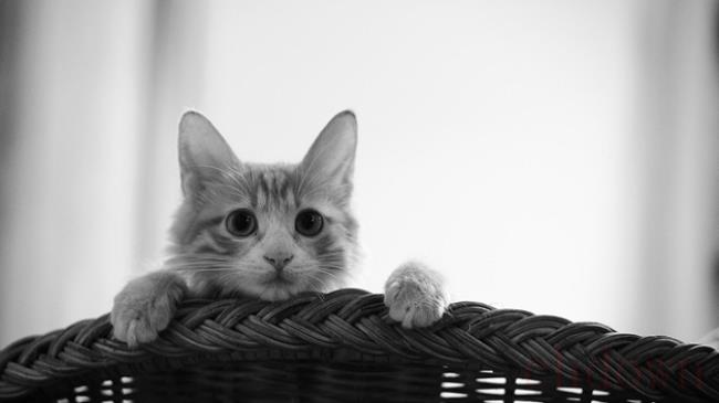 猫在沙发上尿应该怎么办