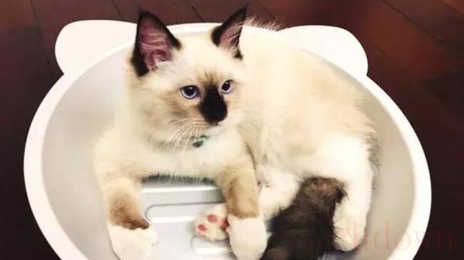 猫可以吃杨梅吗