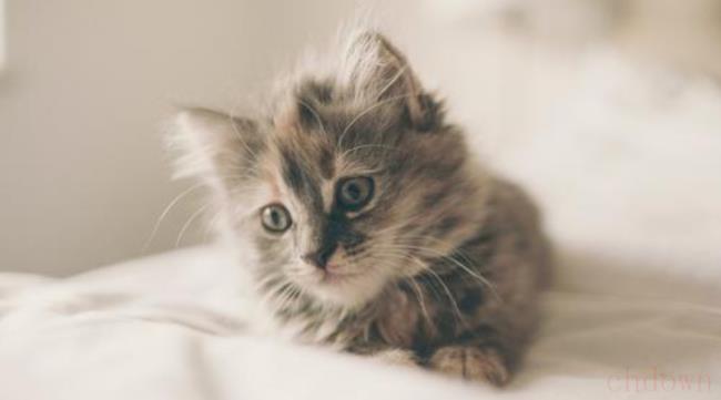 猫传腹怎么预防