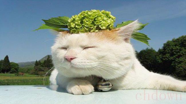 猫怀孕多久能摸到胎动
