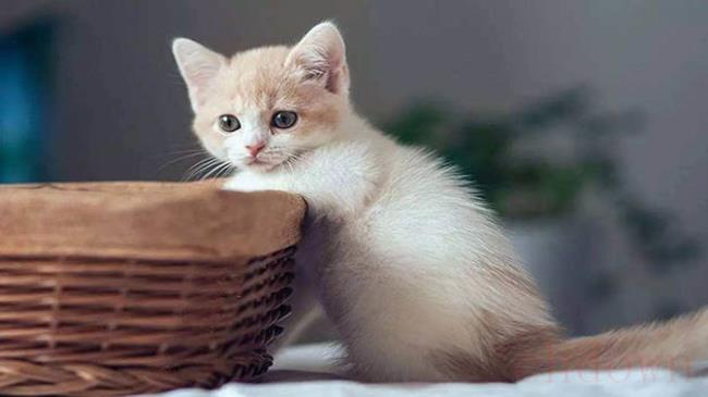 春天猫咪食欲下降怎么解决