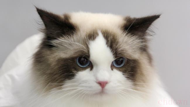 猫有九条命是真的吗