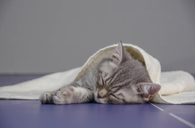 猫的平均寿命是多少年