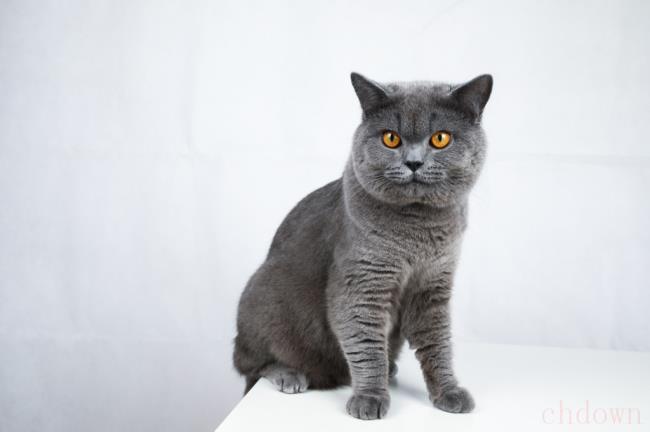 怎么给猫咪梳毛