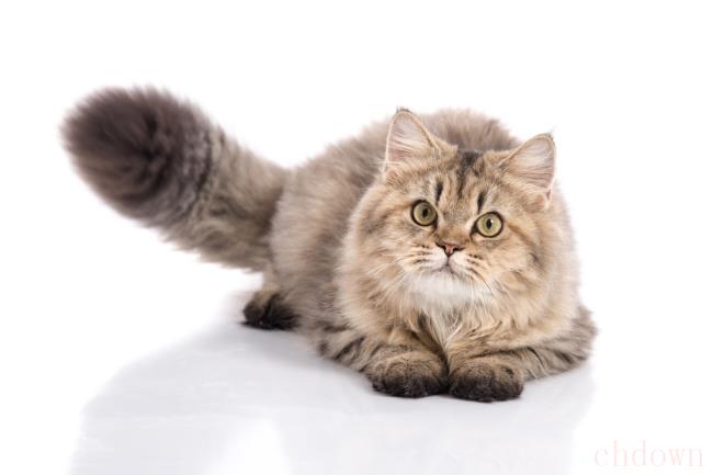 伊曲康唑猫一次吃多少