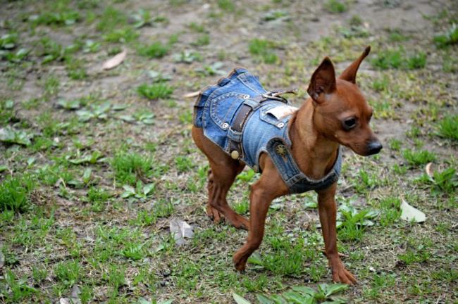 小鹿犬最冷能适应多少度