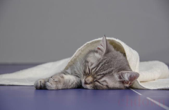 猫吐白沫,猫猫健康,养猫