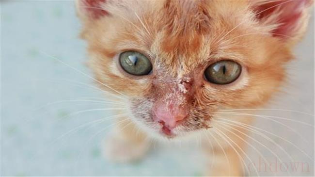 猫癣是什么