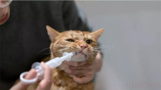 猫绝育后注意事项