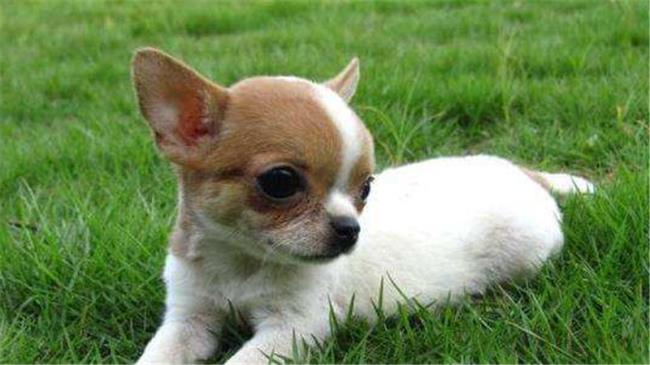 吉娃娃幼犬吃什么
