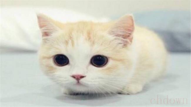 猫害怕吹风机到底该怎么吹干