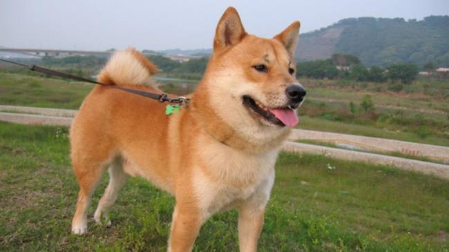 狂犬病,狗,健康