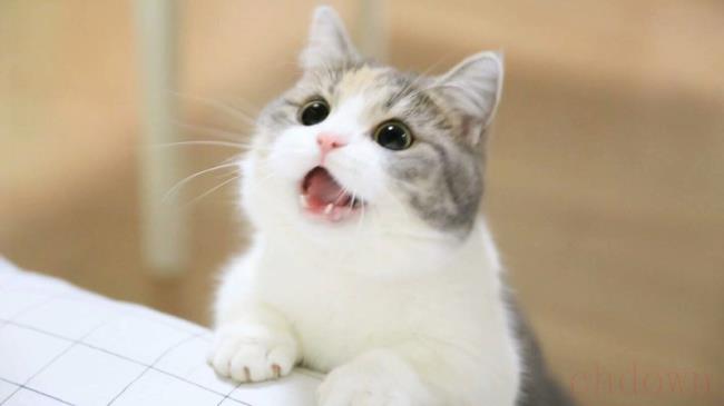 猫咪搬家综合症怎么解决