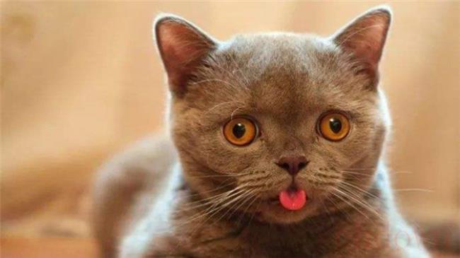 猫咪热会有什么表现