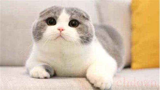 母猫喂奶气喘是因为缺钙吗