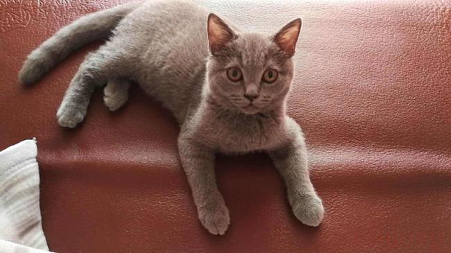 猫心丝虫症状有哪些