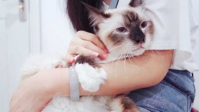 猫舔了碘伏会有什么后果