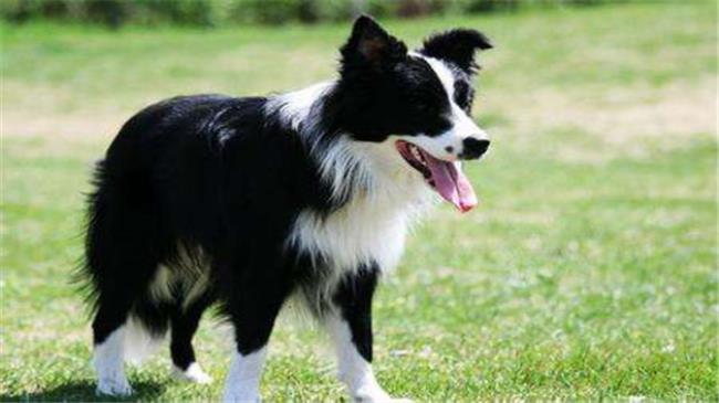 大型牧羊犬品种都有什么