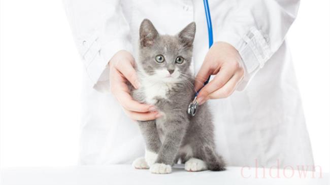 猫血常规和生化有什么区别