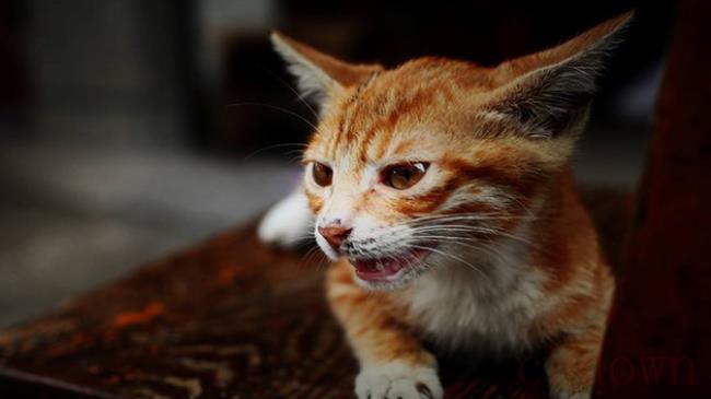 猫中耳炎和耳螨的区别是什么