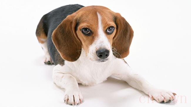 米格鲁猎犬好养不