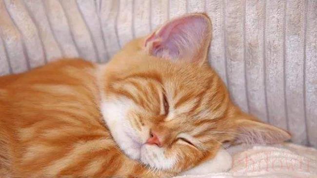 猫睁眼睡觉的原因