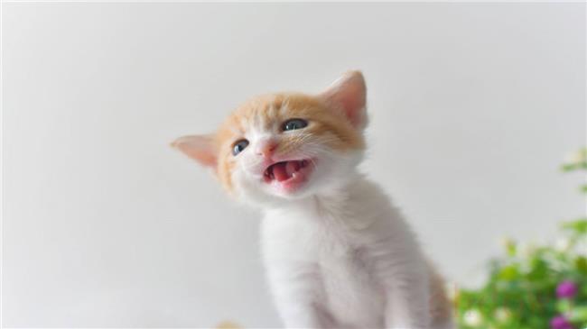 宠物猫三联可以不打吗