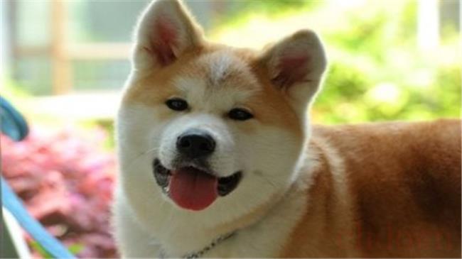 秋田犬一生会认几个主人