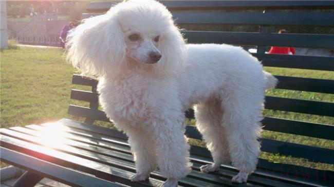 家里养的贵宾犬掉毛吗