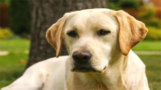 多多神犬指的是什么犬种