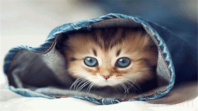 猫流鼻涕是怎么一回事