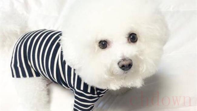 狗狗感冒会不会传染给另一只狗