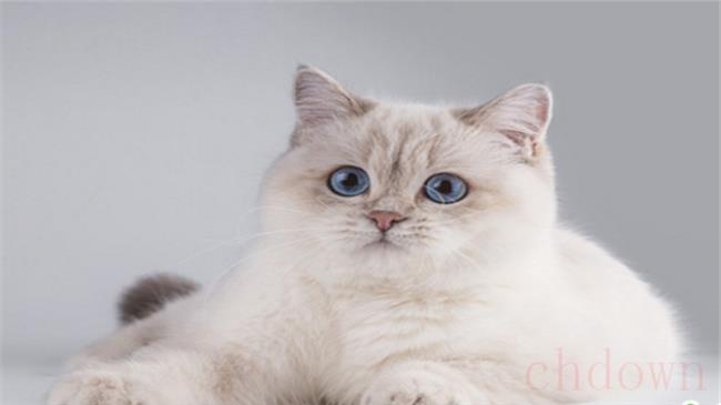 猫又吐又拉稀到底怎么回事
