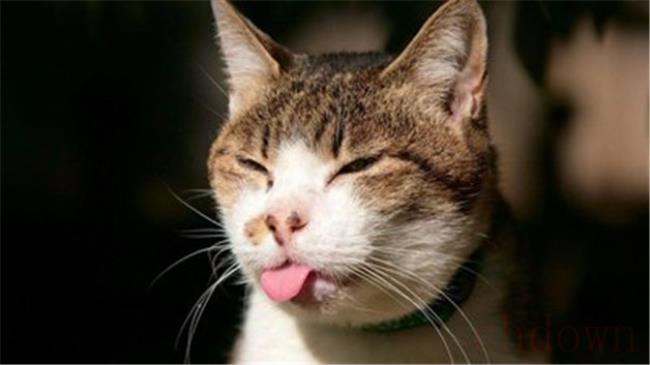 猫喝醋会死吗