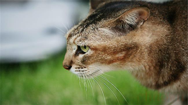 猫吃老鼠吗