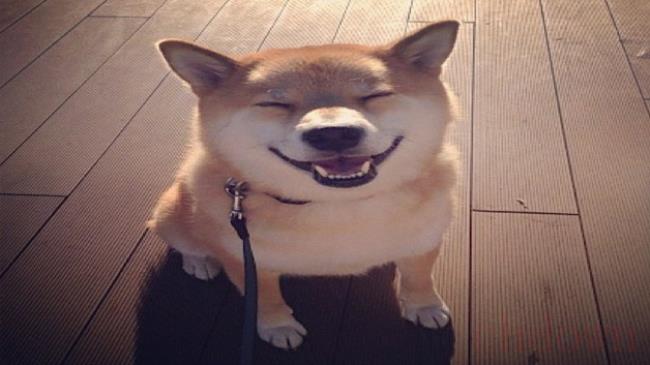 柴犬脾气为什么那么大