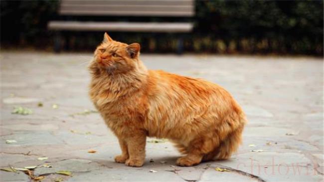 为什么有些流浪猫的耳尖会有缺口