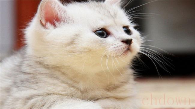 1个半月的猫怎么去跳蚤